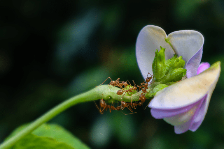 Domowe sposoby na mrówki w ogrodzie: zobacz, jak się ich pozbyć