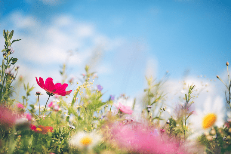 Piękne i odporne kwiaty na łące – poznaj idealne gatunki