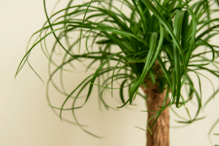 Nolina (Beaucarnea Recurvata): Noga słonia i jej wymagania związane z uprawą