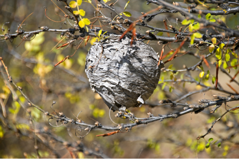 usuwanie gniazd os i szerszeni insektstop.pl